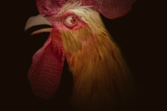 Horror-Chicken-Remake